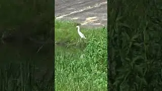Neotropic Cormorant and Snowy Egret #wildlife #animal #nature #birds