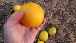 2020 Citrus Harvest (in 2021)