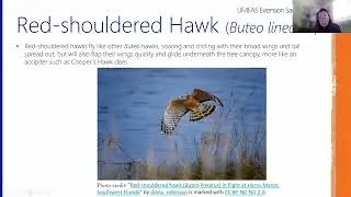 Wild Sarasota: Hawks of Florida