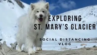 Samoyeds Explore St. Mary's Glacier | Social Distancing Hiking Vlog with Puppies!