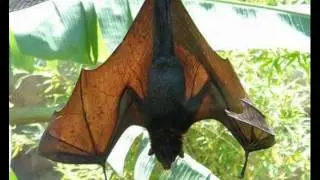 Evolution of Bats