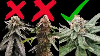 Peno Hunting Plants For Genetics You Want