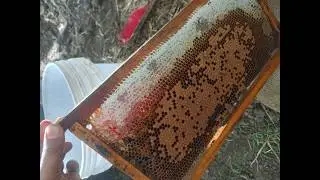 મધમાખી પાલન. મધ. Melipona.Trigona. Beekeeping#Beekeeper#Beehive#Honeybee#apiture#apiary#facts#Food 