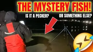 КАКАЯ ЭТО РЫБА, РЕШАЙТЕ ВАМ❗️ Морская рыбалка в заливе Треарддур, Великобритания