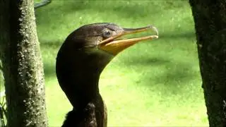 Bigu&agrave; (Phalacrocorax brasilianus): &iquest;Termorregulaci&ograve;n?