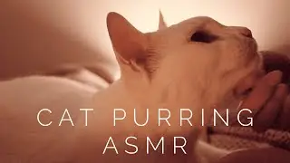 Cat Purring ASMR (no talking)