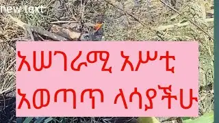 አሥገራሚ አሥቲ አወጣጥ ክብሪት የለለበት አገር የሳት አወጣጥ