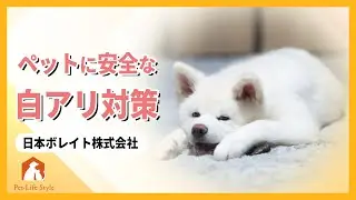 ペットにも安全！ホウ酸シロアリ対策とは？【日本ボレイト株式会社】