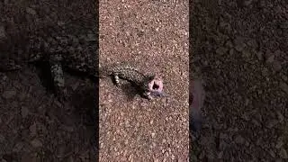 Saving shinglebacks from cars #bobtail #reptile #wildlife #nature #australia #fypシ #fyp #road #cute