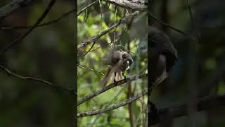 Little Friarbird Drying its Feathers After A Bird Bath | Bird Watching Videos of Australian Birds