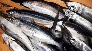 Naka Jackpot Tayo Catching Flying Fish (Barongoy) - Net Fishing EP27  | Fisherman's Life