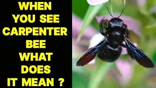 WHEN YOU SEE A CARPENTER BEE INSECT WHAT DOES IT MEAN ?