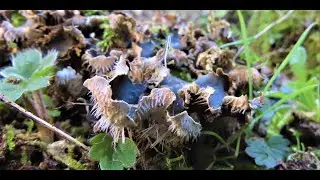 Peltigera canina, commonly known as the dog lichen  Greece by Theo&Nu;έ&omicron; &beta;ί&nu;&tau;&epsilon;&omicron;