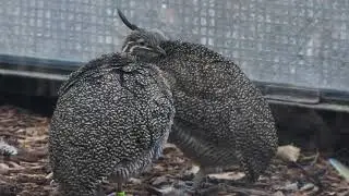 Elegant Crested-Tinamou