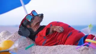 Your Ultimate Guide To Pet Travel In 2024: Top 10 Must-Know Tips!