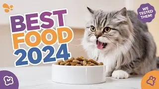 Best Cat Food Options for 2024 (We Tested Them All)