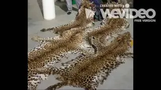 Why ocelots are endangered