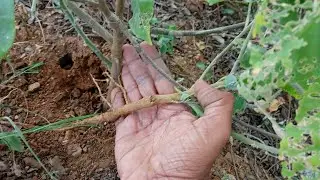 ఎక్కడైనా కనిపించే ఈ మొక్కవేర్లు కషాయాలతో మూలవ్యాధులకు ఉపయోగపడుతున్నాయి || Indian mallow plant uses.