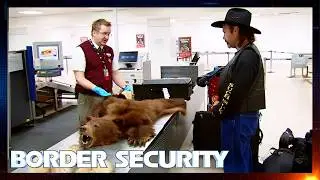 Giant Taxidermied Bear Stuns Customs Officers | S7 E6 FULL EPISODE | Border Security Australia