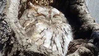 Today&rsquo;s Smile # 6 &ndash; Cute Screech Owl tries to sleep in Tree-hole