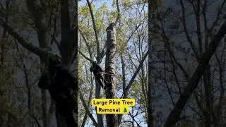 Large Pine Tree Removal Sandy Springs Georgia