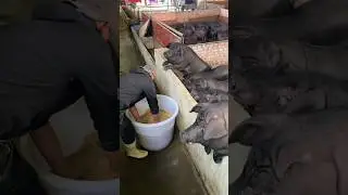 Immersive Pig So Hungry Feed 😋 #farming #amazing #pig #pigfeed #pigfarming #rurallife