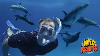 Swimming with Dolphins! | Wild Kratts 