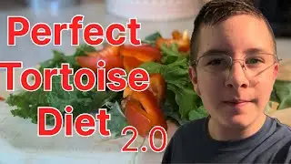 PERFECT diet for your tortoise!?