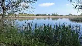 Sound of Bitterns Booming at RSPB Ham Wall