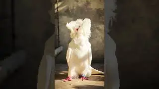 fancy kabutar 🕊😍🥰#pigeon #viralshort #kabootar #shorts#animals#pigeon