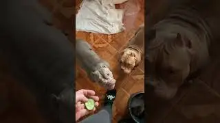 Булли хватают на лету в слоумо подборка)🐗🦛🦛 2 бегемотика)🥕🥒