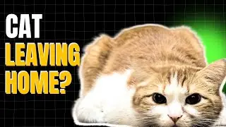 Why Do Cats Leave Home and Never Come Back?