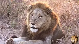 The Lions That Killed Four Of Casper The White Lion's Brothers