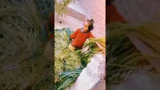 #lakku#shortvideo #youtubeshorts #shorts #parri