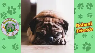 Cutest 🐵 ANIMALS || Adorable FURRY Compilation 🐭 || Animal Friends
