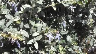 OLIVILLA: Teucrium fruticans (www.riomoros.com)