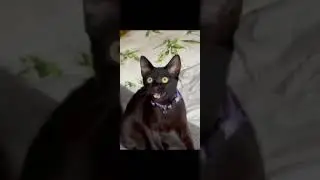 WTFmomen cat#tangtungtangtang#pecintakucing #trendingshorts #pecintabinatang #snackvidio