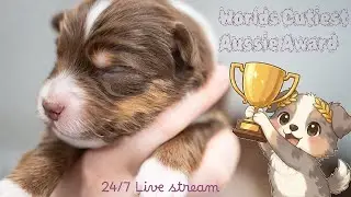 Night Stream - Chill music and puppies, no sound just relaxing music
