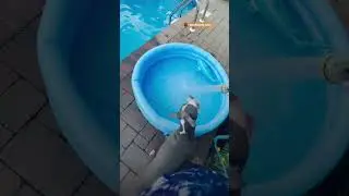 This Pup HATES The Bath | The Dodo