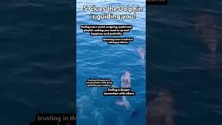 Dolphin Spirit Guide #spirituality #animalspirit #spiritualexperience #spiritanimal #spiritualgrowth