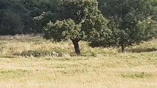 Deer at wentworth South Yorkshire