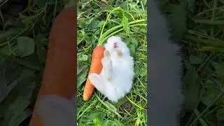 #rabbit #cute #rabbitcute
