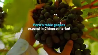 Peru's table grapes expand in Chinese market