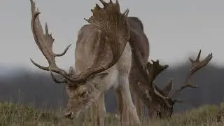 Deers of Petworth