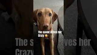 #labrador #petshub #puppy #pets #funny #dog #dogs #dogbehavior #doglife #puppy