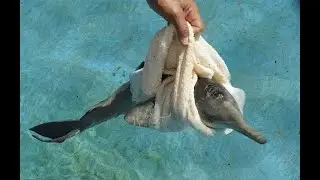 Раненый детёныш дельфина потерял маму и погибал #animals