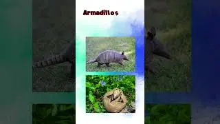 Unique Defenses: Armadillos 🦔🛡️ #shorts