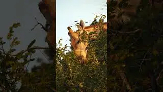 Giraffe eating leaves from acacia tree #nature #wildlife #giraffe #acacia #chew #leaf #wow HA56609