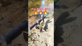 live Hooked big katla😱😱😱#angler#bangali#tranding#katlabait#viral
