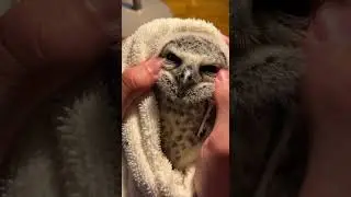 Сова-мать сделала выбор. 🦉💔 #дикаяприрода #animaltrust #эмоциональныймомент #историяприроды #доброта